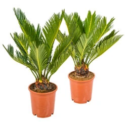 2x Cycas Revoluta – Peace Palm – Palmier – Facile D'entretien - ⌀12 Cm - ↕30-40 Cm