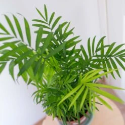 2x Mélange De Palmiers D'intérieur - Dypsis-chamaedorea - Facile D'entretien – ⌀12 Cm - ↕20-45 Cm -Einhell Boutique 640b789d46bf69.48332906