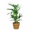Howea Forsteriana Incl Seagrass Basket - Palmier Kentia - Purificateur D'air - ⌀19 Cm - ↕90-100 Cm 2 Howea Forsteriana Incl Seagrass Basket - Palmier Kentia - Purificateur D'air - ⌀19 Cm - ↕90-100 Cm -Einhell Boutique 640b78a0582e67.70613208