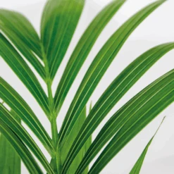 Howea Forsteriana Incl Seagrass Basket - Palmier Kentia - Purificateur D'air - ⌀19 Cm - ↕90-100 Cm -Einhell Boutique 640b78a06216e9.82338484