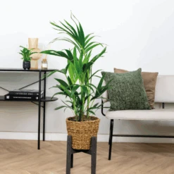 Howea Forsteriana Incl Seagrass Basket - Palmier Kentia - Purificateur D'air - ⌀19 Cm - ↕90-100 Cm -Einhell Boutique 640b78a0818a38.30649967