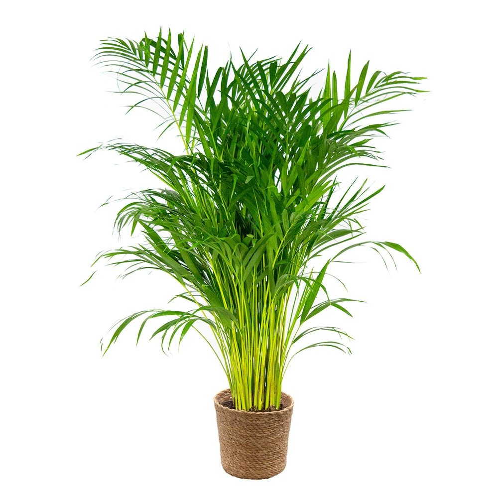 Dypsis Lutescens Incl. Panier En Jonc De Mer - Palmier Doré - ⌀21 Cm - ↕100-110 Cm 3 Dypsis Lutescens Incl. Panier En Jonc De Mer - Palmier Doré - ⌀21 Cm - ↕100-110 Cm