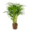 Dypsis Lutescens Incl. Panier En Jonc De Mer - Palmier Doré - ⌀20 Cm - ↕90-100 Cm 2 Dypsis Lutescens Incl. Panier En Jonc De Mer - Palmier Doré - ⌀20 Cm - ↕90-100 Cm -Einhell Boutique 640b78a2772ab2.00259752