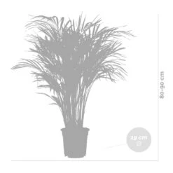Dypsis Lutescens Incl. Panier En Jonc De Mer - Palmier Doré - ⌀20 Cm - ↕90-100 Cm 11 Dypsis Lutescens Incl. Panier En Jonc De Mer - Palmier Doré - ⌀20 Cm - ↕90-100 Cm -Einhell Boutique 640b78a2834a51.61402820
