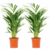 2x Dypsis Lutescens - Palmier Doré - Plante D'intérieur - Facile D'entretien - ⌀17 Cm - ↕60-70 Cm