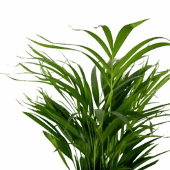 2x Dypsis Lutescens - Palmier Doré - Plante D'intérieur - Facile D'entretien - ⌀17 Cm - ↕60-70 Cm -Einhell Boutique 640b78a39680a7.80679516