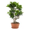 Ficus Microcarpa 'ginseng' En Forme De S – Bonsaï – Plante D'intérieur – ⌀22 Cm - ↕60-70 Cm