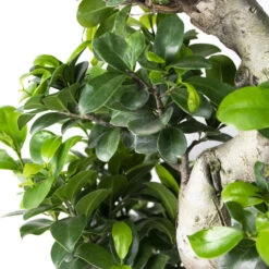 Ficus Microcarpa 'ginseng' En Forme De S – Bonsaï – Plante D'intérieur – ⌀22 Cm - ↕60-70 Cm -Einhell Boutique 640b78a4b356b4.88157147
