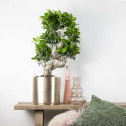 Ficus Microcarpa 'ginseng' En Forme De S – Bonsaï – Plante D'intérieur – ⌀22 Cm - ↕60-70 Cm -Einhell Boutique 640b78a4b84080.59068324