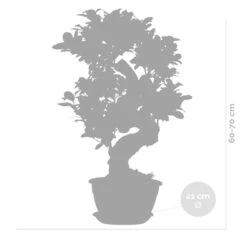 Ficus Microcarpa 'ginseng' En Forme De S – Bonsaï – Plante D'intérieur – ⌀22 Cm - ↕60-70 Cm -Einhell Boutique 640b78a4ca43b3.72373917