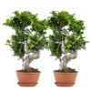 2x Ficus Microcarpa 'ginseng' En Forme De S – Bonsaï – Plante D'intérieur – ⌀22 Cm - ↕60-70 Cm -Einhell Boutique 640b78a5b7e801.40733972