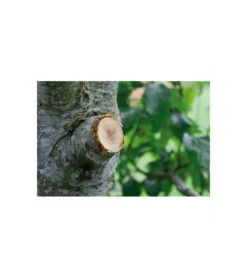 Coupe-branches à Enclume Smartcut Comfort Gardena -Einhell Boutique 641da670d3f468.10738563