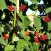 Mûre 'thornfree'- Rubus Fruticosus 3l -Einhell Boutique 641db340834f31.34618991
