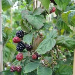 Mûre 'thornfree'- Rubus Fruticosus 3l -Einhell Boutique 641db340907030.09747735
