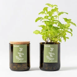 Kit Bouteille Prêt à Pousser Menthe -Einhell Boutique 6420e04aa932a8.22366654