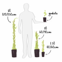 Groseillier à Grappes 'jonkheer Van Tets' - Ribes Rubrum 1,5l -Einhell Boutique 6420e09d6e7ca5.42419494