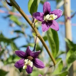 Baie De Goji - Lycium Barbarum 3l -Einhell Boutique 6420e0ac4281f6.34742534