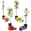 Assorti De 4 Arbres Fruitiers - Pot ⌀9cm - H.60-70cm (hauteur Pot Incluse) -Einhell Boutique 6421dd66d8e693.34016767
