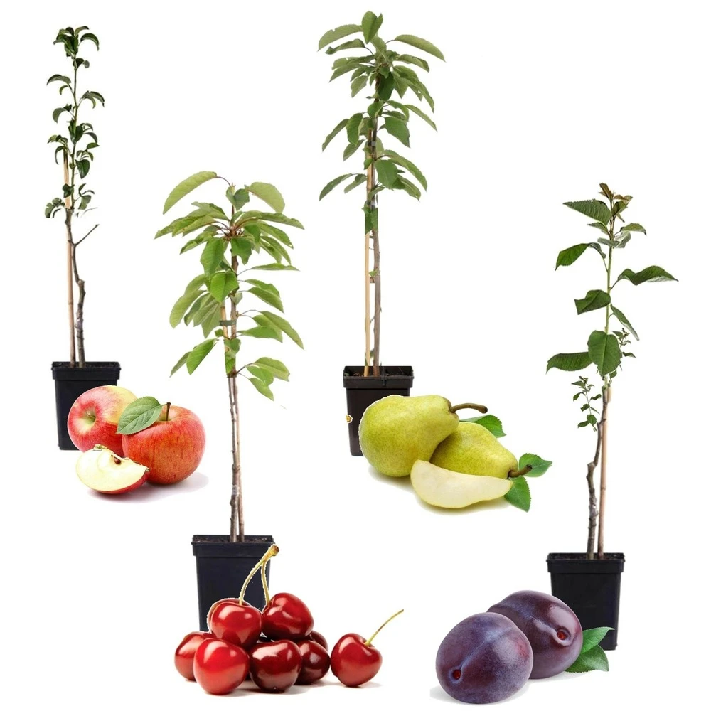Assorti De 4 Arbres Fruitiers - Pot ⌀9cm - H.60-70cm (hauteur Pot Incluse) 3 Assorti De 4 Arbres Fruitiers - Pot ⌀9cm - H.60-70cm (hauteur Pot Incluse)