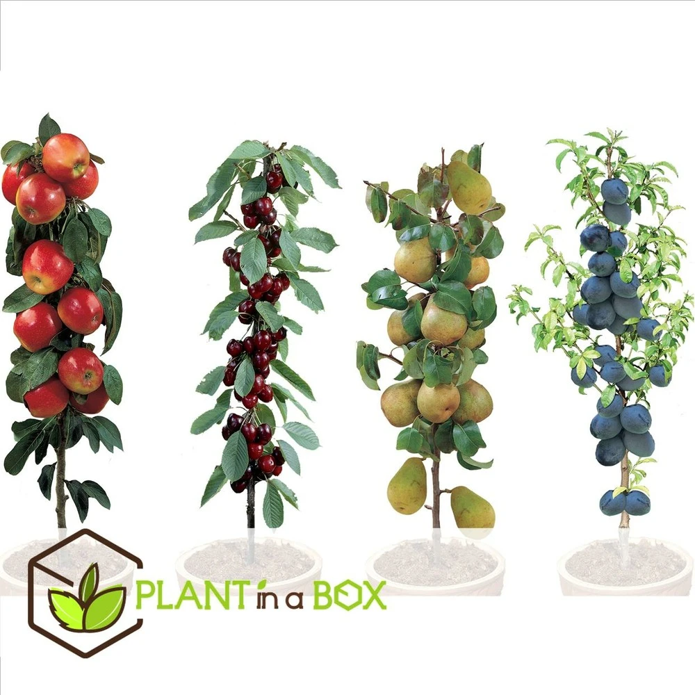 Assorti De 4 Arbres Fruitiers - Pot ⌀9cm - H.60-70cm (hauteur Pot Incluse) 4 Assorti De 4 Arbres Fruitiers - Pot ⌀9cm - H.60-70cm (hauteur Pot Incluse) – Image 2