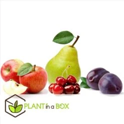 Assorti De 4 Arbres Fruitiers - Pot ⌀9cm - H.60-70cm (hauteur Pot Incluse) 9 Assorti De 4 Arbres Fruitiers - Pot ⌀9cm - H.60-70cm (hauteur Pot Incluse) -Einhell Boutique 6421dd66e64e00.60002197