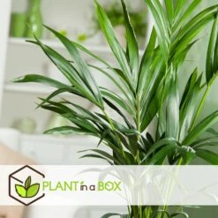 Palmier Kentia - Pot ⌀21 Cm - H. 130-140cm (hauteur Pot Incluse) -Einhell Boutique 6422e18667b5b7.10247257