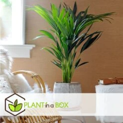 Palmier Kentia - Pot ⌀21 Cm - H. 130-140cm (hauteur Pot Incluse) -Einhell Boutique 6422e1866c5cc6.02870111