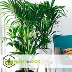 Palmier Kentia - Pot ⌀21 Cm - H. 130-140cm (hauteur Pot Incluse) -Einhell Boutique 6422e18682ded8.54376534