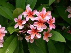 Plumeria Hawaaien - Pot ⌀17cm - H.55-75cm (hauteur Pot Incluse) -Einhell Boutique 6423324e299086.51146067