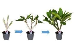 Plumeria Hawaaien - Pot ⌀17cm - H.55-75cm (hauteur Pot Incluse) -Einhell Boutique 6423324e313ab2.79596873