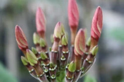 Plumeria Hawaaien - Pot ⌀17cm - H.55-75cm (hauteur Pot Incluse) -Einhell Boutique 6423324e3565e6.81905131