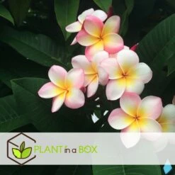 Plumeria Hawaaien - Pot ⌀17cm - H.55-75cm (hauteur Pot Incluse) -Einhell Boutique 6423324e3a2799.79275935