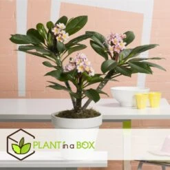Plumeria Hawaaien - Pot ⌀17cm - H.55-75cm (hauteur Pot Incluse) -Einhell Boutique 6423324e50d857.41817764