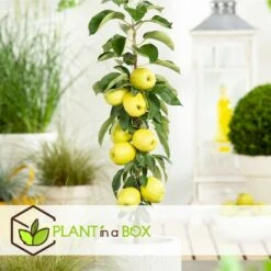 Set De 3 Pommiers - Pot ⌀9cm - H.60-70cm (hauteur Pot Incluse) -Einhell Boutique 642332687e7c20.05894686