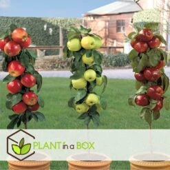 Set De 3 Pommiers - Pot ⌀9cm - H.60-70cm (hauteur Pot Incluse) -Einhell Boutique 642332688c9973.24149843