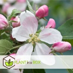 Set De 3 Pommiers - Pot ⌀9cm - H.60-70cm (hauteur Pot Incluse) -Einhell Boutique 6423326890bc71.46991350