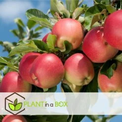 Set De 3 Pommiers - Pot ⌀9cm - H.60-70cm (hauteur Pot Incluse) -Einhell Boutique 642332689513f1.48220910