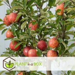 Set De 3 Pommiers - Pot ⌀9cm - H.60-70cm (hauteur Pot Incluse) -Einhell Boutique 642332689d8f40.55591918