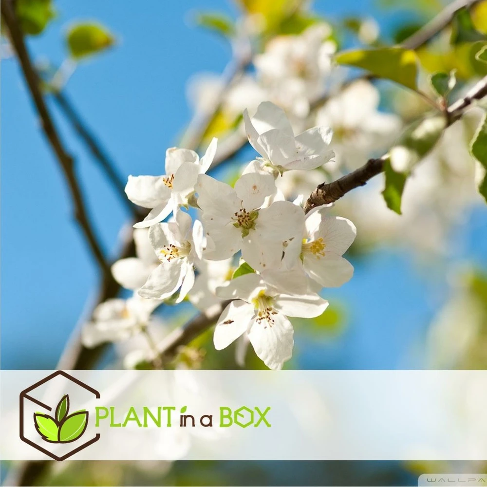 Assorti De 3 Arbres Fruitiers - Pot ⌀9cm - H.60-70cm (hauteur Pot Incluse) 5 Assorti De 3 Arbres Fruitiers - Pot ⌀9cm - H.60-70cm (hauteur Pot Incluse) – Image 3