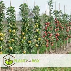 Assorti De 3 Arbres Fruitiers - Pot ⌀9cm - H.60-70cm (hauteur Pot Incluse) 10 Assorti De 3 Arbres Fruitiers - Pot ⌀9cm - H.60-70cm (hauteur Pot Incluse) -Einhell Boutique 64233269c23630.71500531