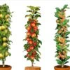 Assorti De 3 Arbres Fruitiers - Pot ⌀9cm - H.60-70cm (hauteur Pot Incluse)