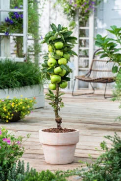 Assorti De 3 Arbres Fruitiers - Pot ⌀9cm - H.60-70cm (hauteur Pot Incluse) 11 Assorti De 3 Arbres Fruitiers - Pot ⌀9cm - H.60-70cm (hauteur Pot Incluse) -Einhell Boutique 64233269c9f391.24342059