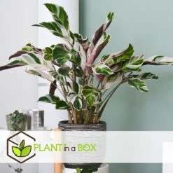 Calathea 'white Fusion' - Pot ⌀14cm - H.30-40cm (hauteur Pot Incluse) -Einhell Boutique 6423335ecc24f3.00608541