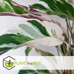 Calathea 'white Fusion' - Pot ⌀14cm - H.30-40cm (hauteur Pot Incluse) -Einhell Boutique 6423335ed08de5.87372206