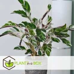Calathea 'white Fusion' - Pot ⌀14cm - H.30-40cm (hauteur Pot Incluse) -Einhell Boutique 6423335ed559f6.10005262