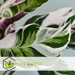Calathea 'white Fusion' - Pot ⌀14cm - H.30-40cm (hauteur Pot Incluse) -Einhell Boutique 6423335eda0cd7.05143036