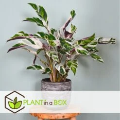 Calathea 'white Fusion' - Pot ⌀14cm - H.30-40cm (hauteur Pot Incluse) -Einhell Boutique 6423335ee30885.64669425