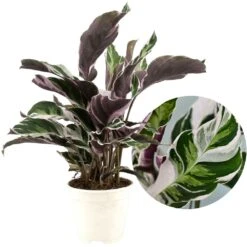 Calathea 'white Fusion' - Pot ⌀14cm - H.30-40cm (hauteur Pot Incluse)