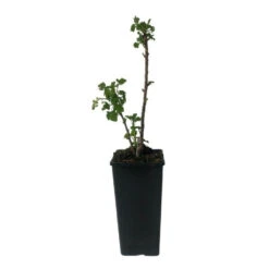 Plant Groseillier London Market Pot 2l -Einhell Boutique 6426850fdacbd8.71067293