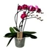Phalaenopsis Multiflora - Orchidée Pourpre - Pot 12cm - Hauteur 35-45cm -Einhell Boutique 6426d60aea2495.45627613